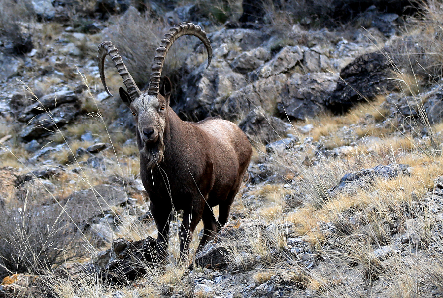 新疆博州一级保护野生动物北山羊数量增多